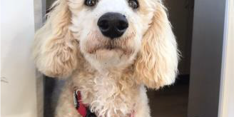 Beitragsbild Schulhund