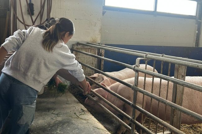 Beitragsbild Lernbauernhof 6G