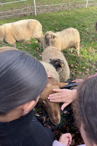 Lernbauernhof 6G (5)