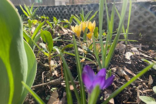 Urban Gardening 2024_25 (4)